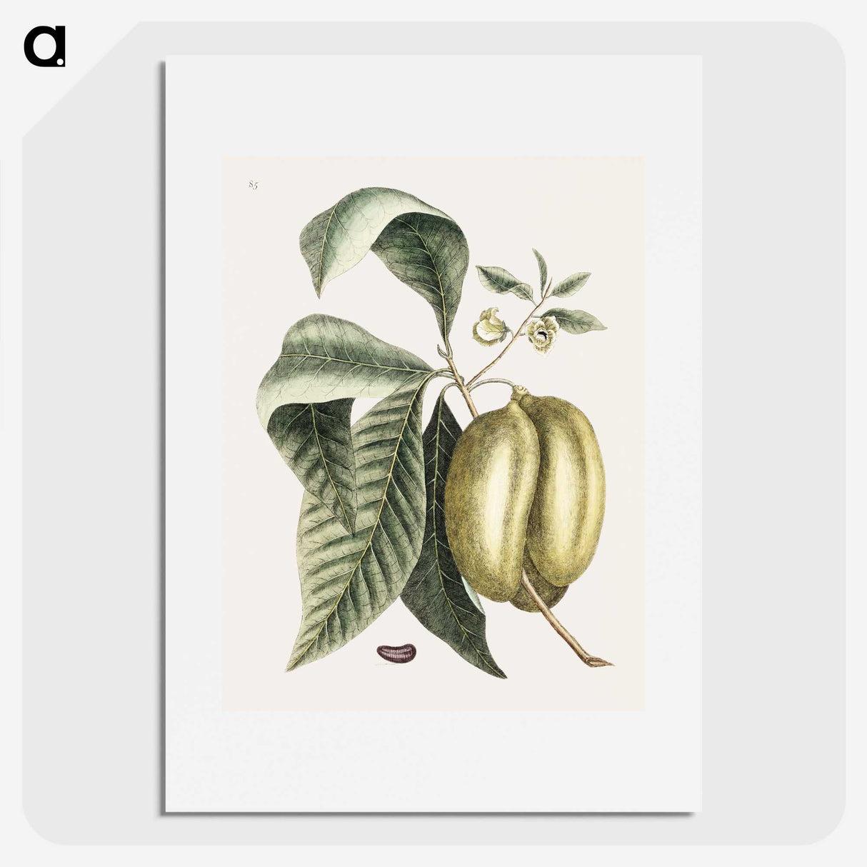 1-67_Mark-Catesby_picture
