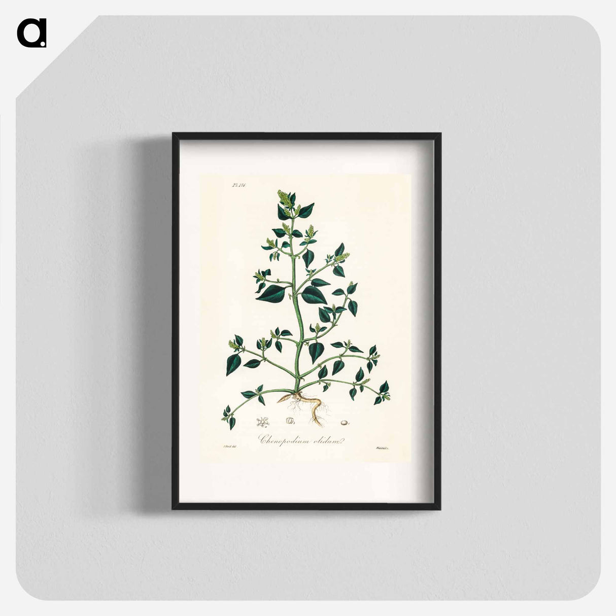 アートポスター-Chenopodium olidum
- 薬用植物学 Poster.