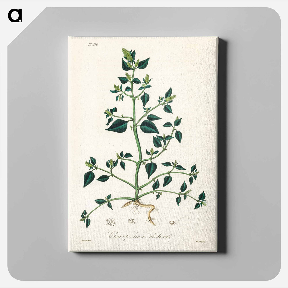 アートパネル-Chenopodium olidum
- 薬用植物学 Canvas.