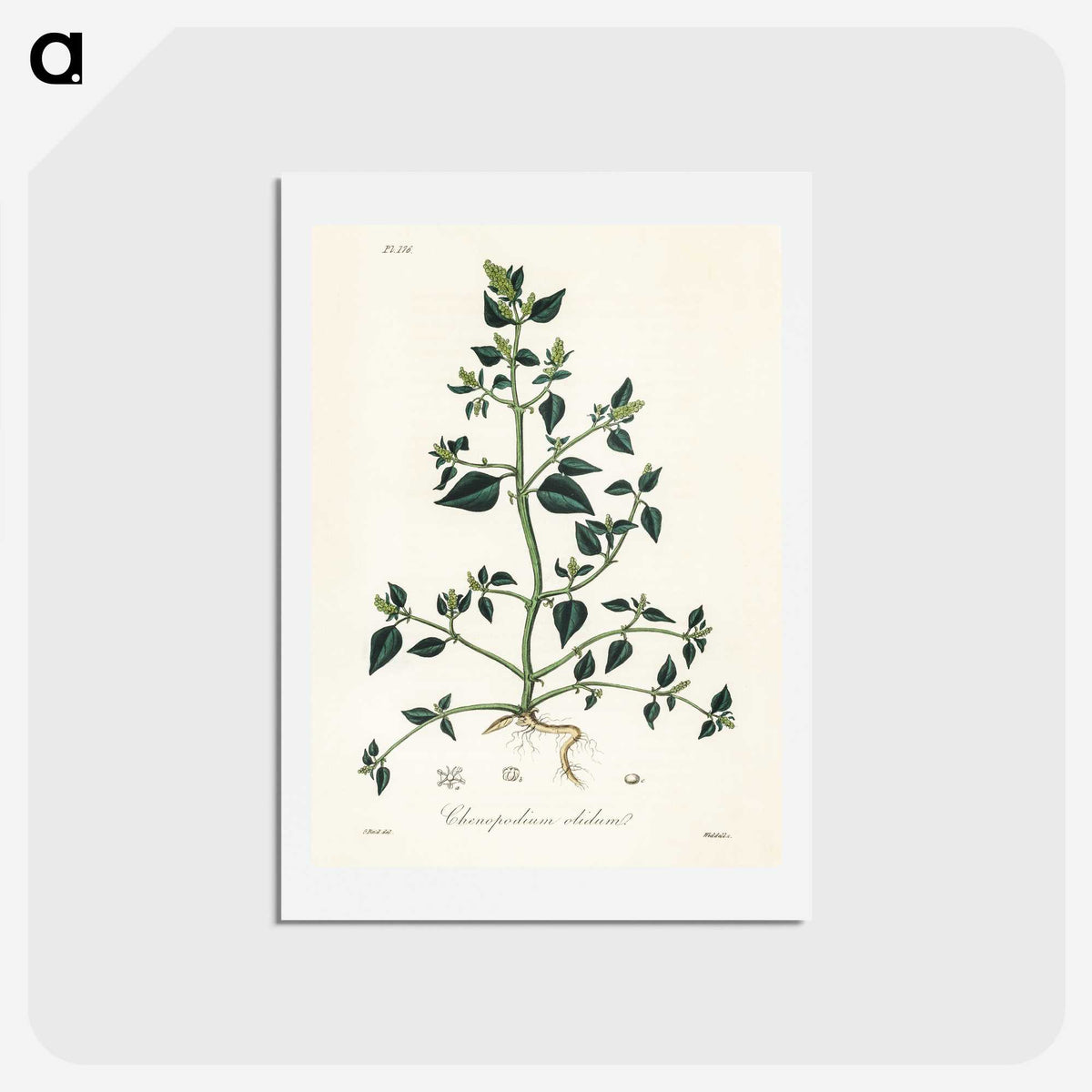 1-67_Medical-Botany_hagaki