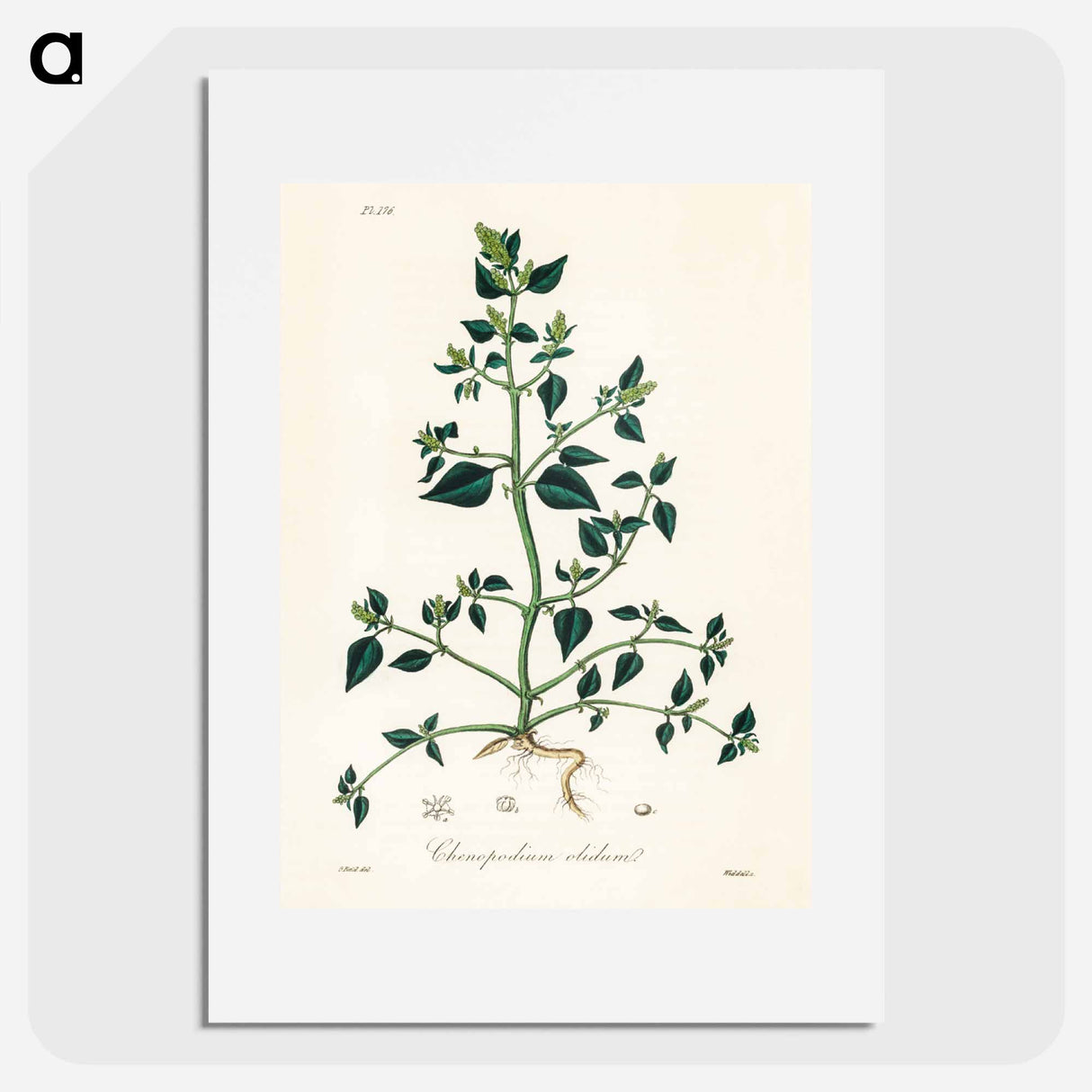 アートポスター-Chenopodium olidum
- 薬用植物学 Poster.