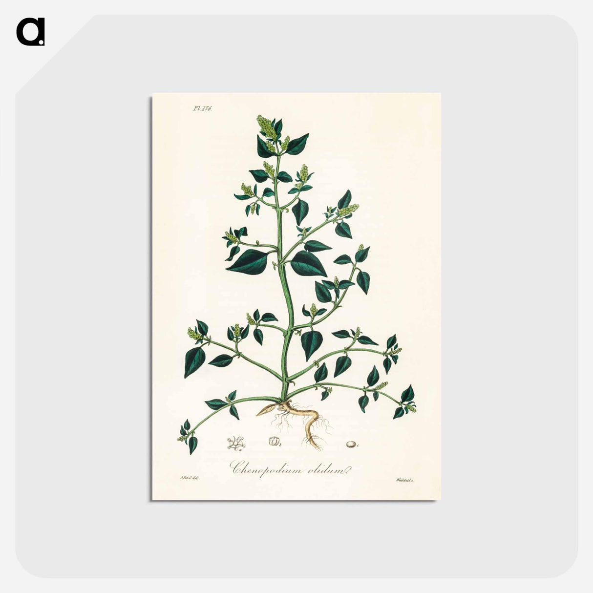 アートポストカード-Chenopodium olidum
- 薬用植物学 Postcard.