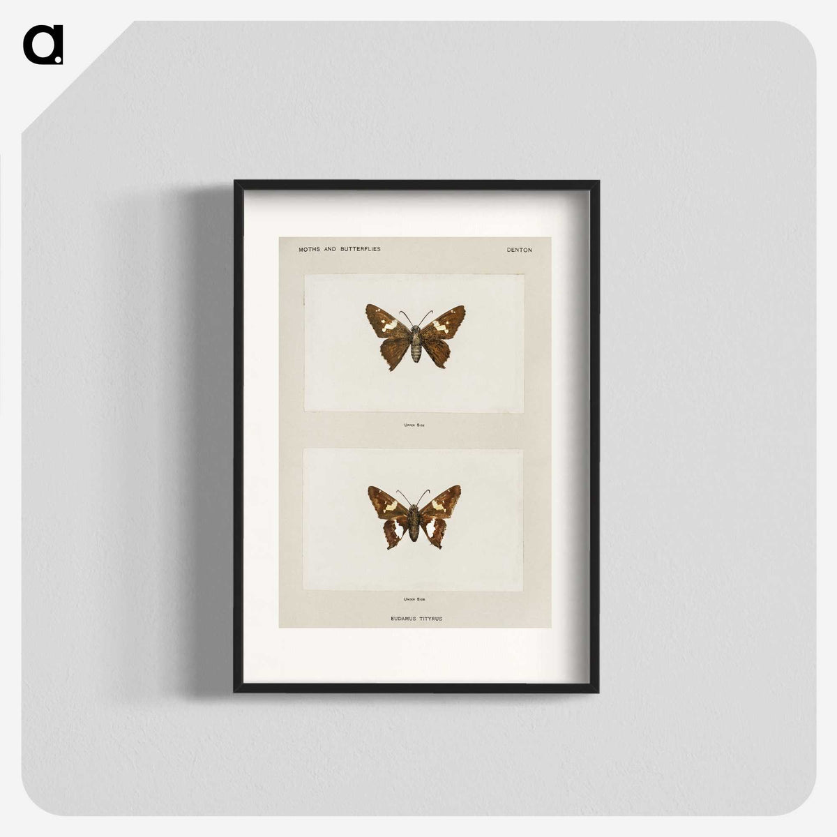 1-67_Moths-and-Butterflies-of-the-United-States_blk