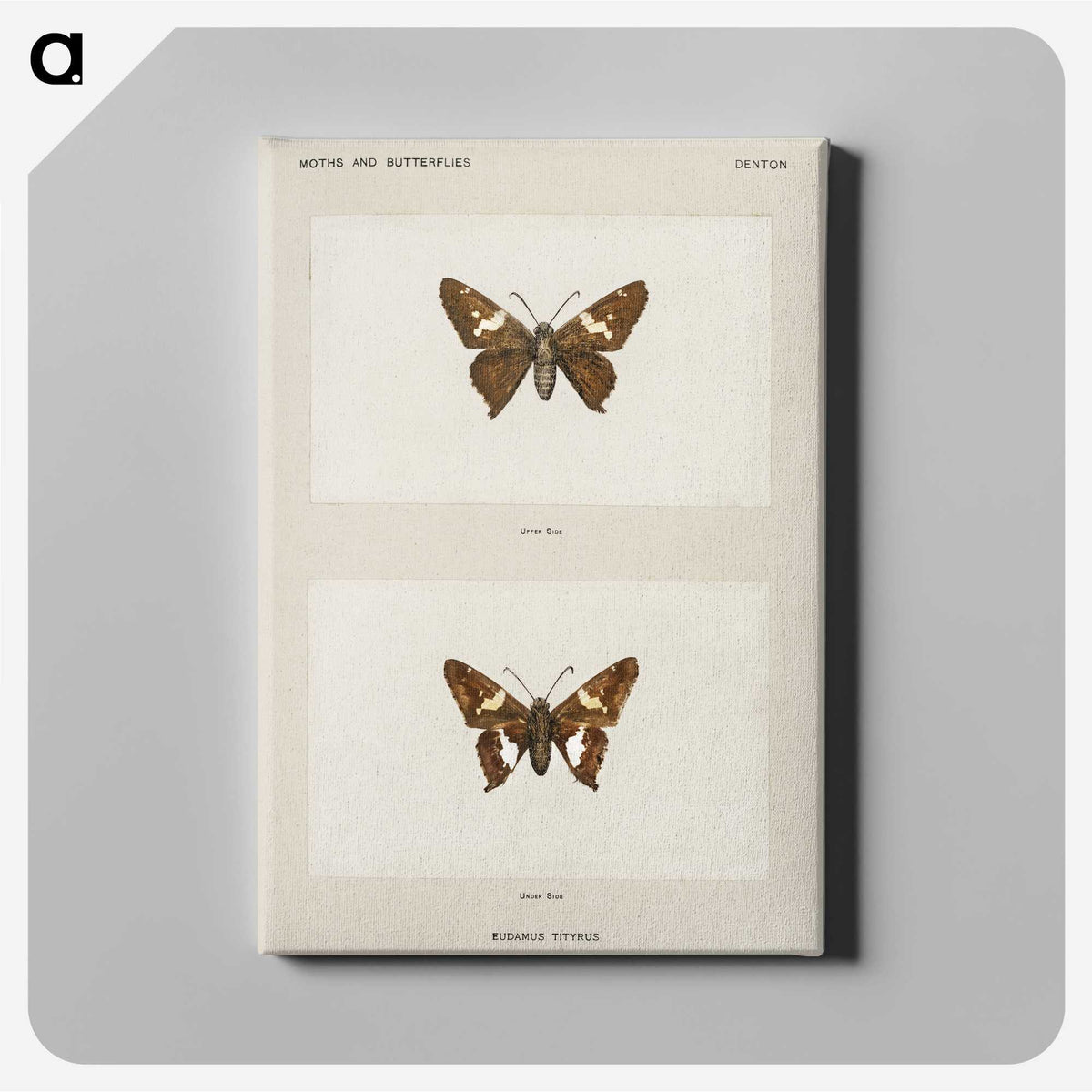 1-67_Moths-and-Butterflies-of-the-United-States_canvas