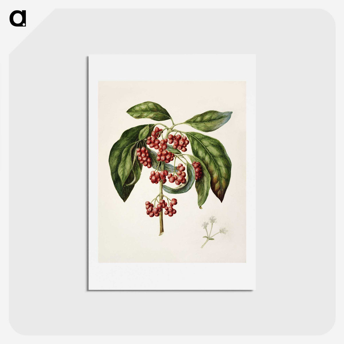 1-67_Native-Flowering-Plants-of-New-Zealand_hagaki