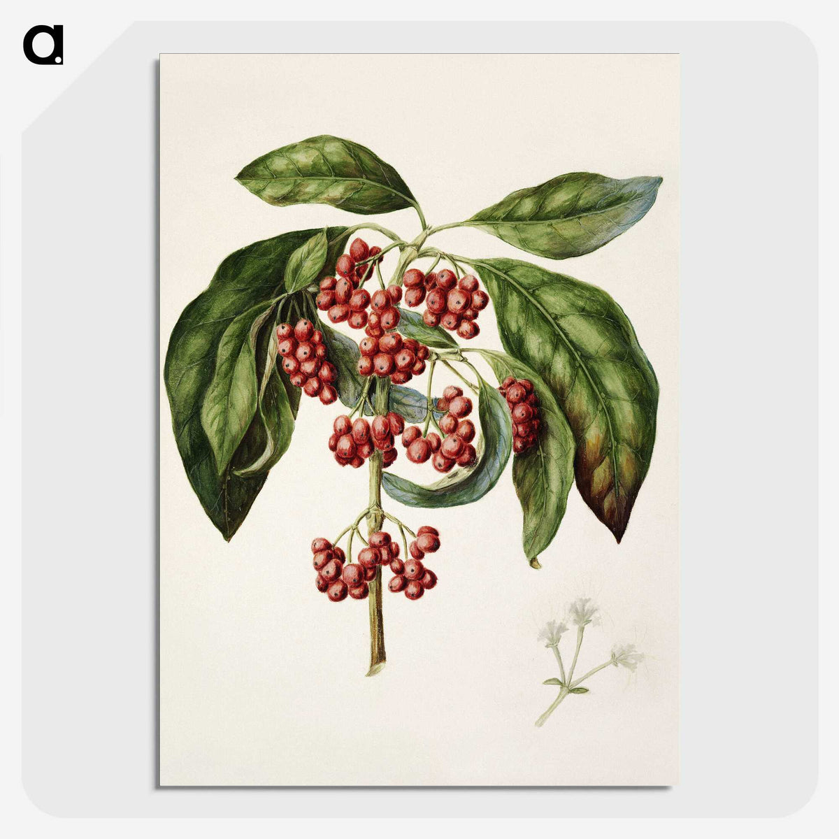 1-67_Native-Flowering-Plants-of-New-Zealand_picture-crop