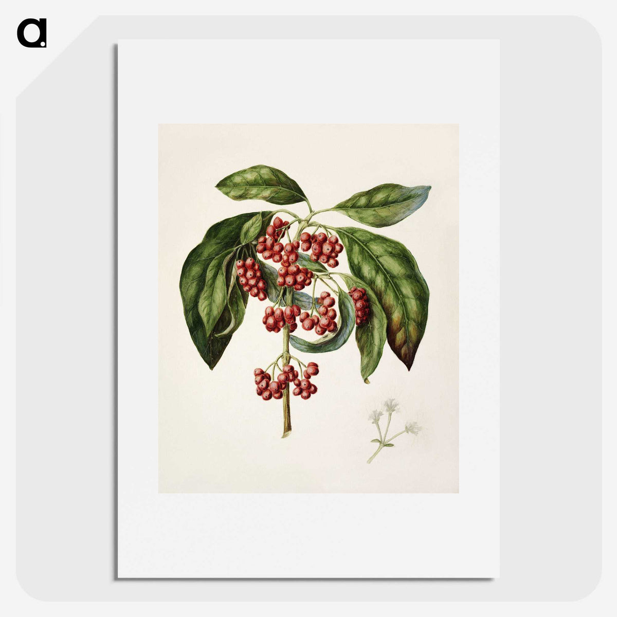 1-67_Native-Flowering-Plants-of-New-Zealand_picture