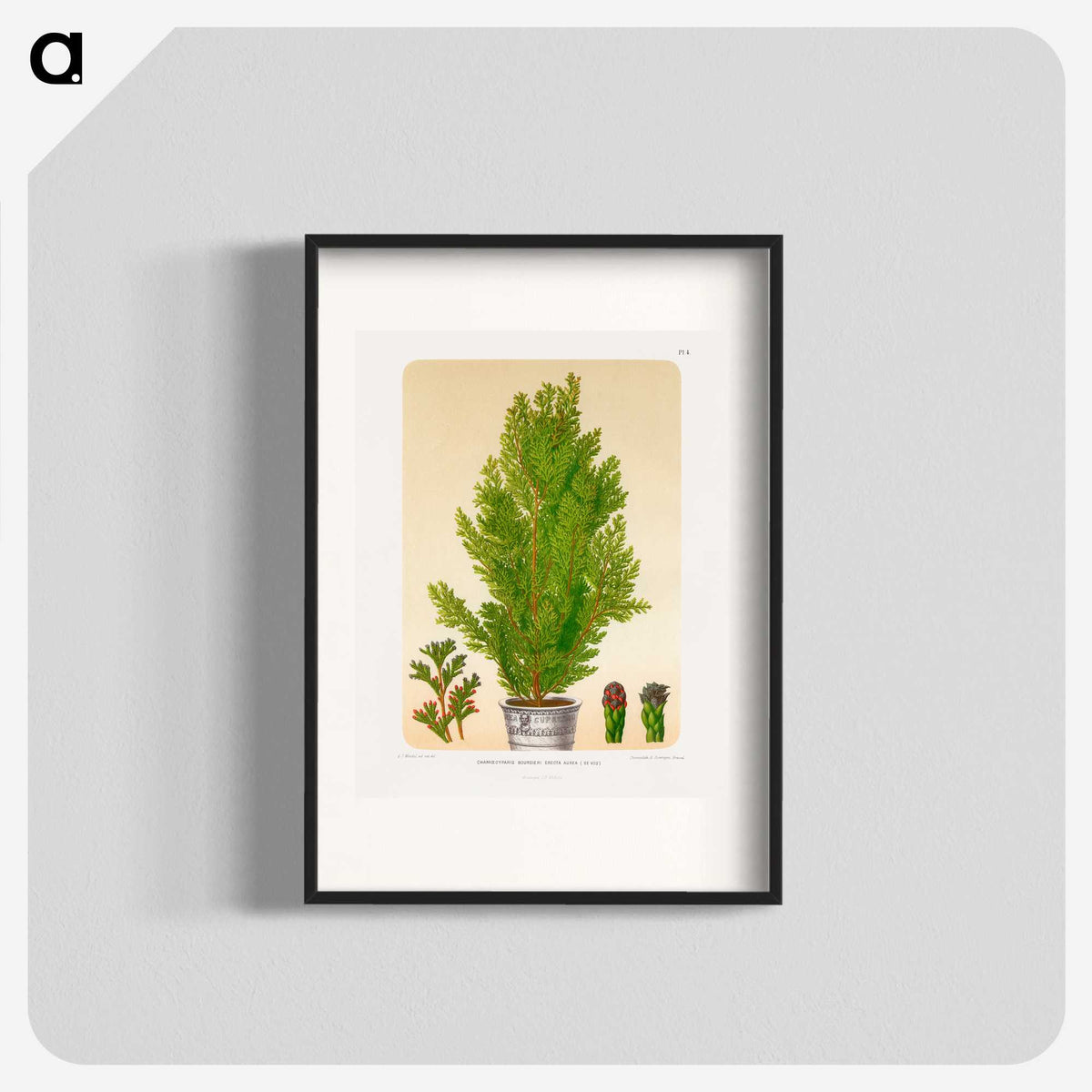 1-67_Nederlandsche-Flora-en-Pomona_blk