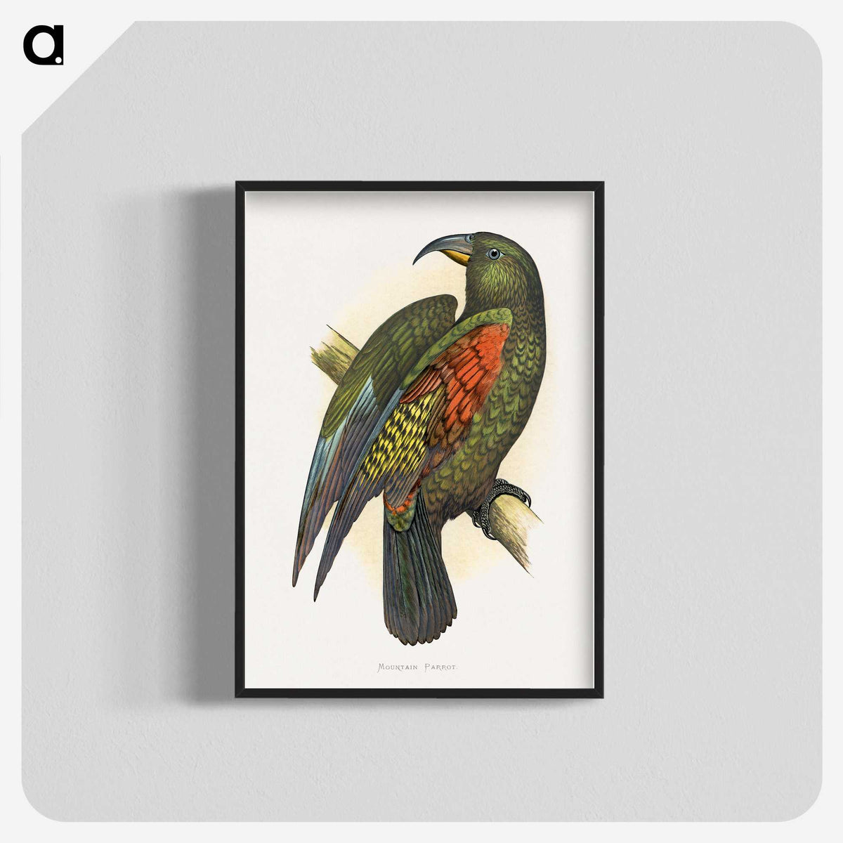 1-67_Parrots-in-Captivity_blk-crop