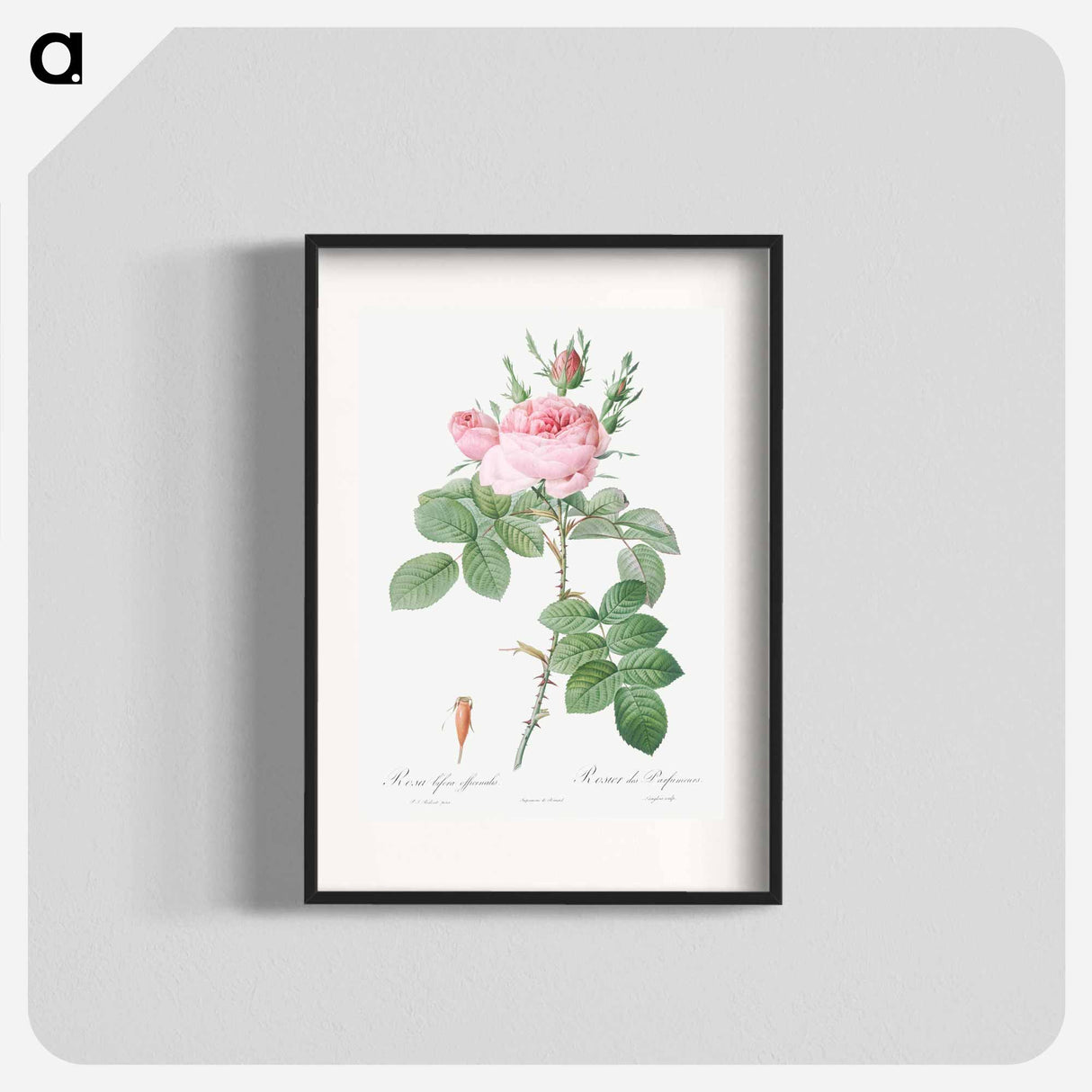 Rosa bifera officinalis - Pierre Joseph Redouté Poster.