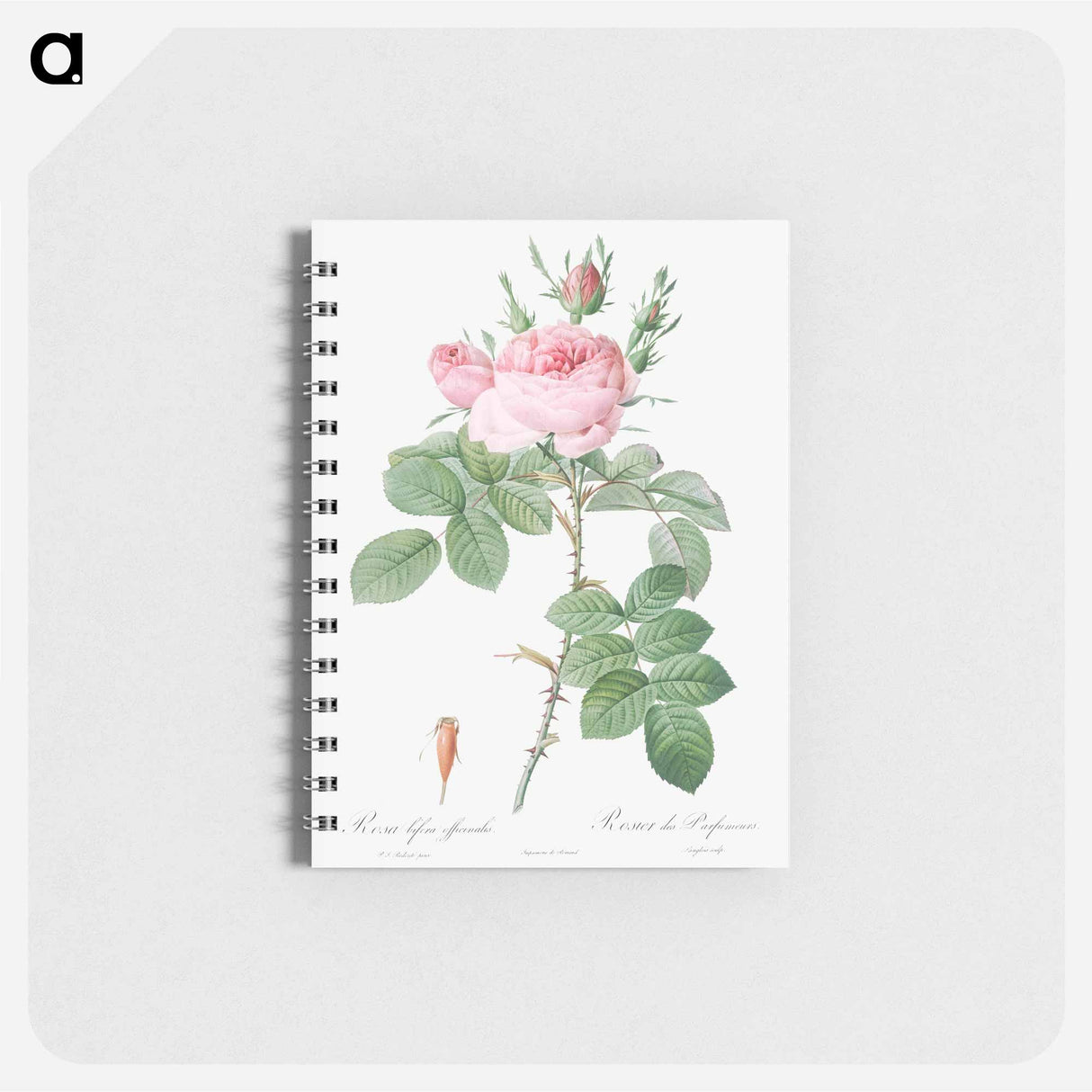 Rosa bifera officinalis - ピエール ジョゼフ ルドゥーテ Memo.