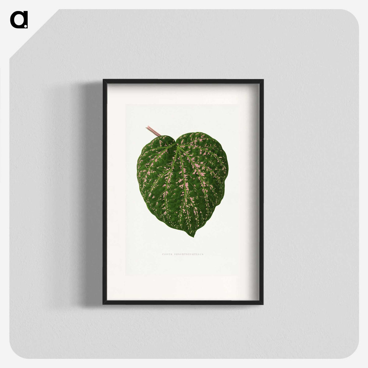 1-67_Plants-with-Colored-Foliage_blk