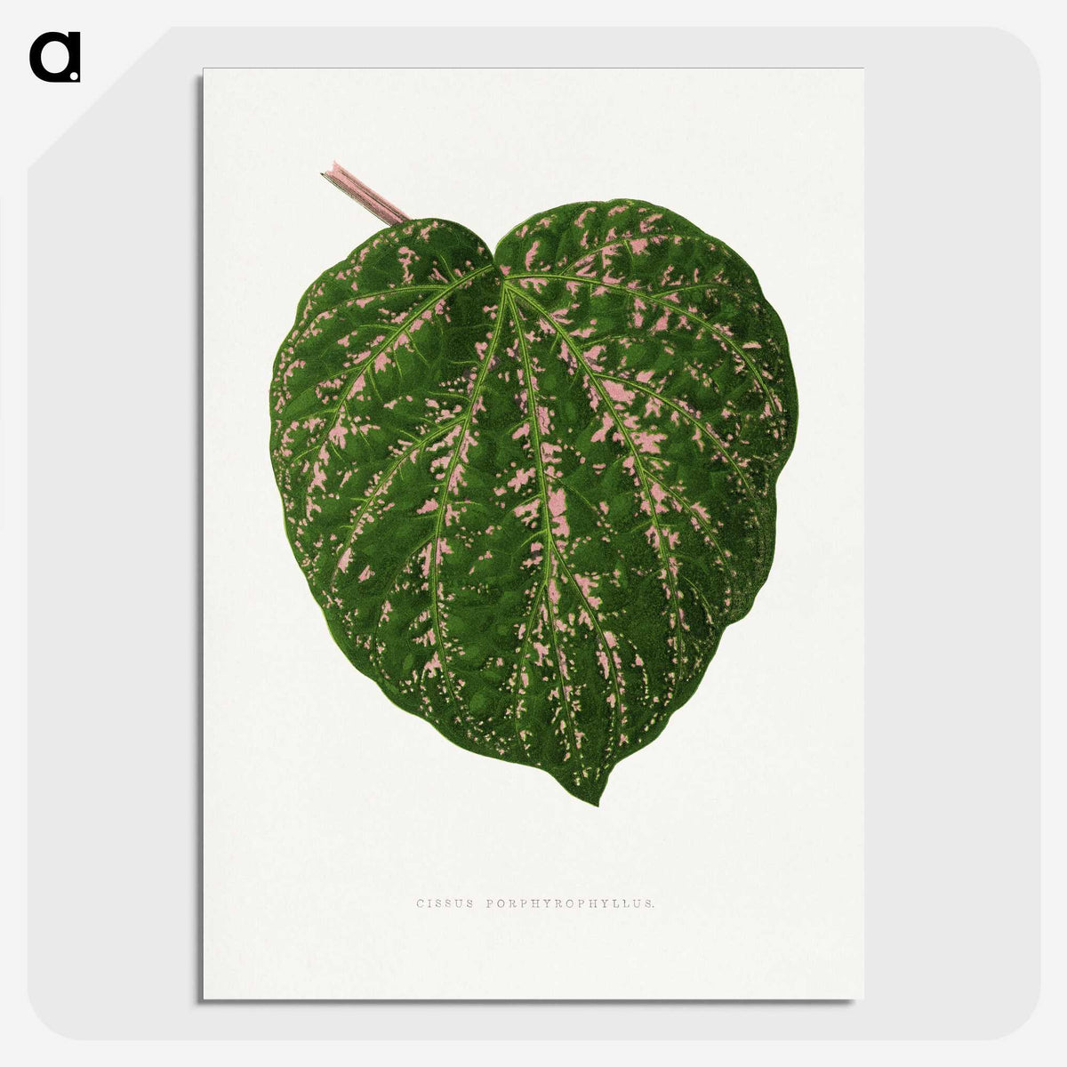 1-67_Plants-with-Colored-Foliage_picture-crop