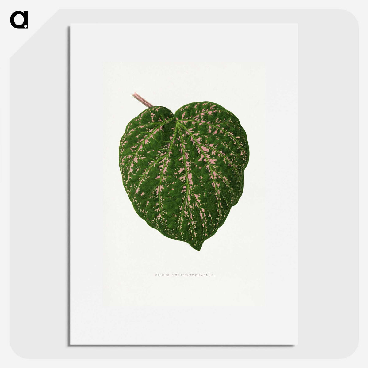 1-67_Plants-with-Colored-Foliage_picture