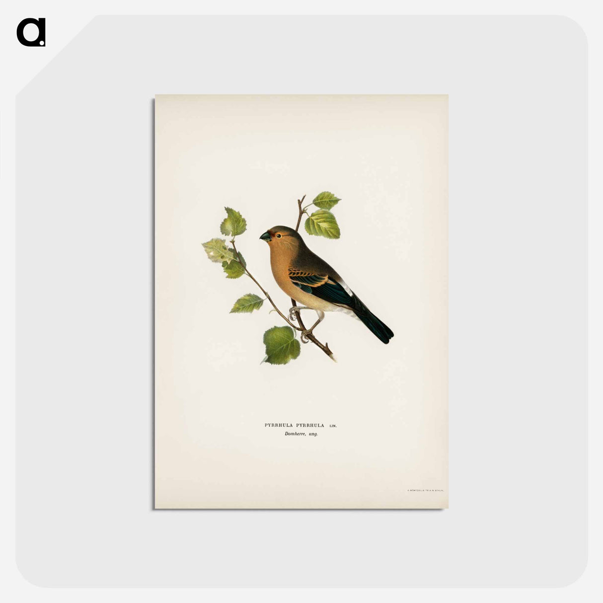 アートポストカード-Eurasian Bullfinch
- スヴェンスカ フォグラル Postcard.