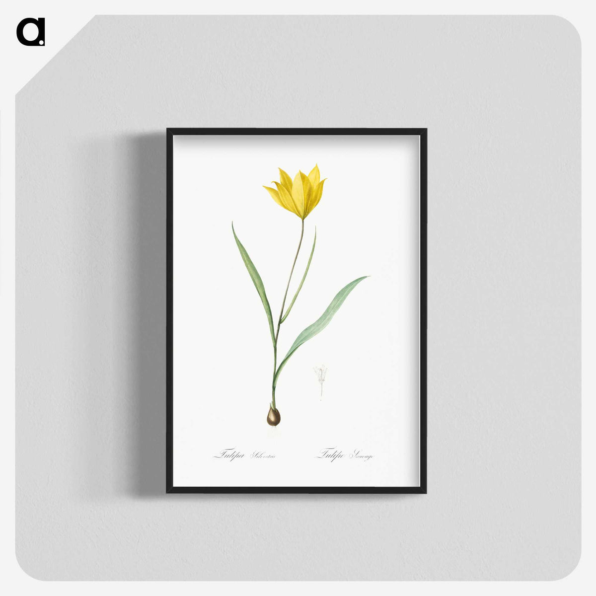 1-67_The-Lilies_blk-crop