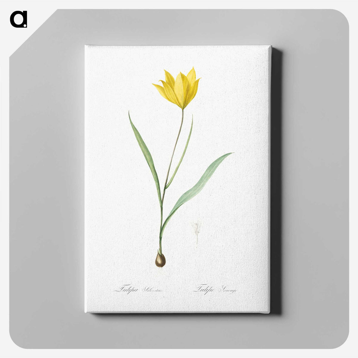 1-67_The-Lilies_canvas