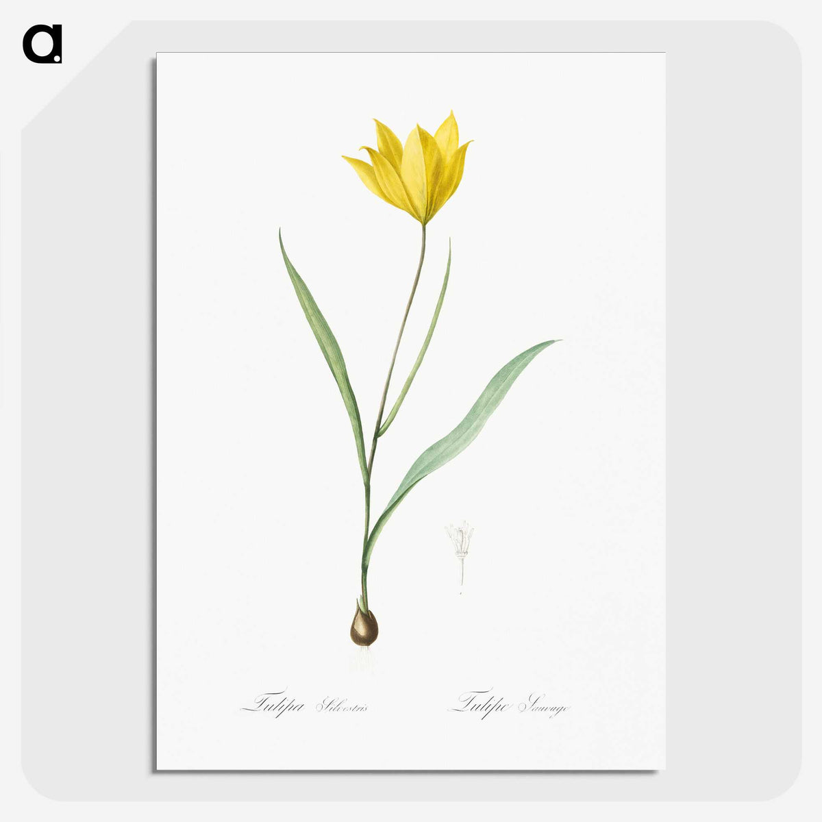 1-67_The-Lilies_picture-crop
