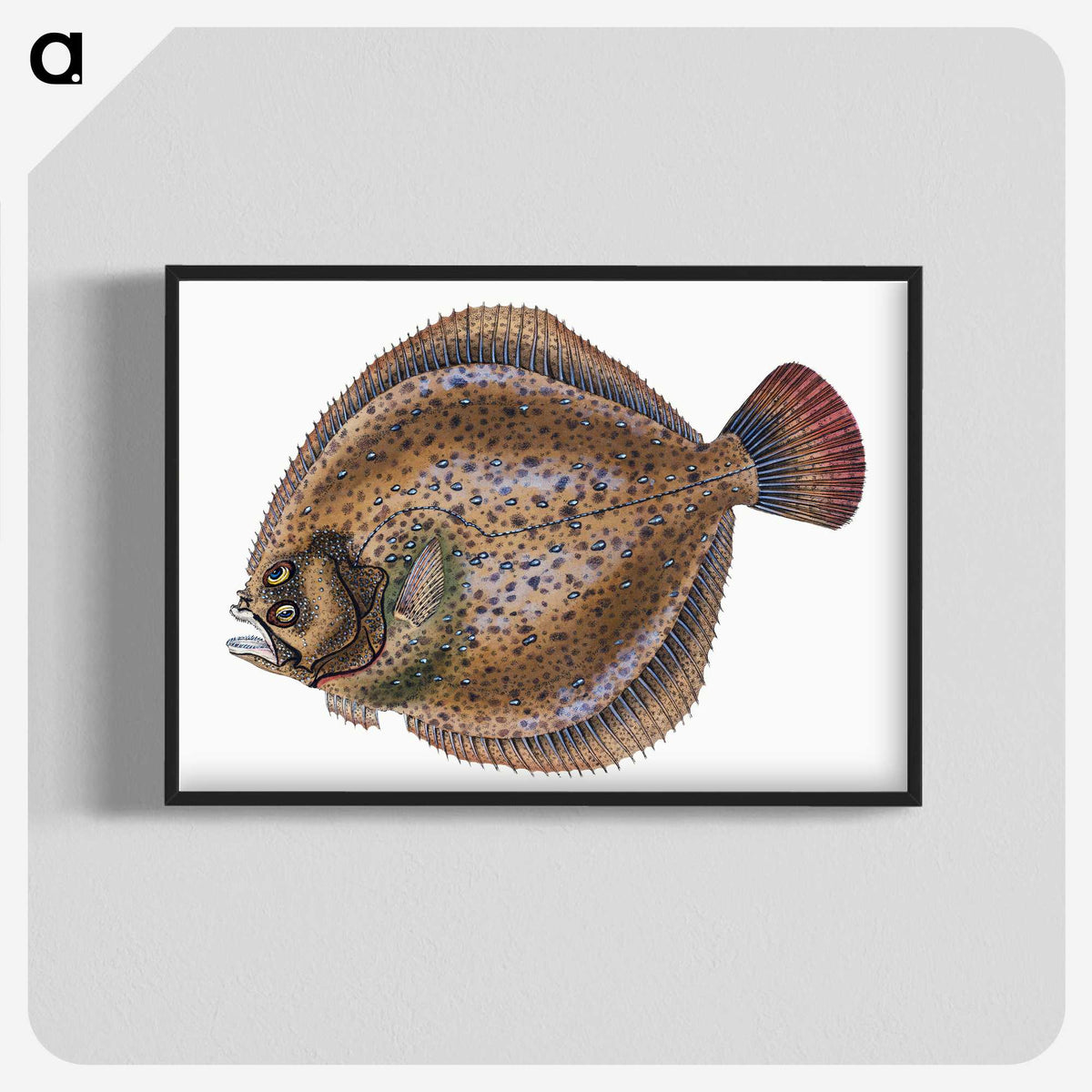 1-67_The-Natural-History-of-British-Fishes_blk-crop