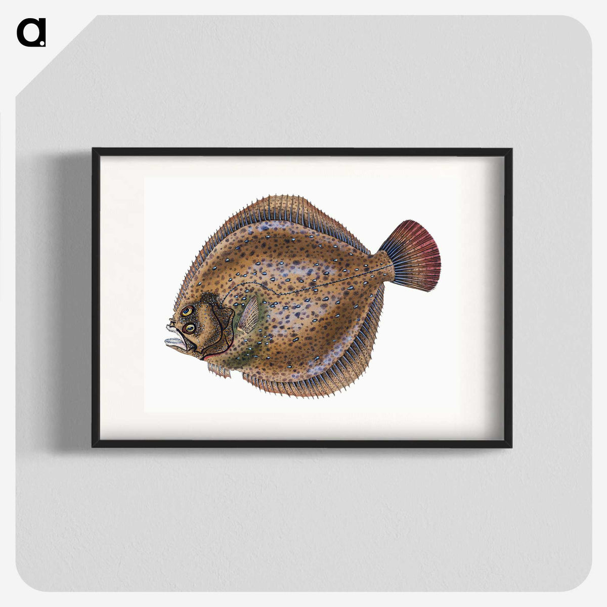 1-67_The-Natural-History-of-British-Fishes_blk