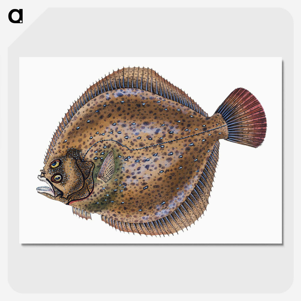 1-67_The-Natural-History-of-British-Fishes_picture-crop