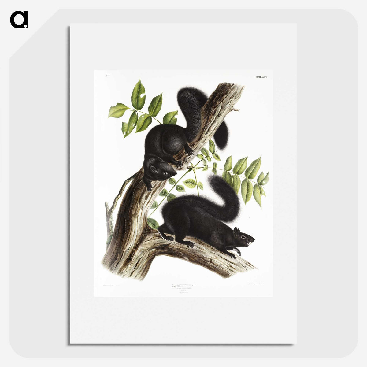 1-67_The-Viviparous-Quadrupeds_picture