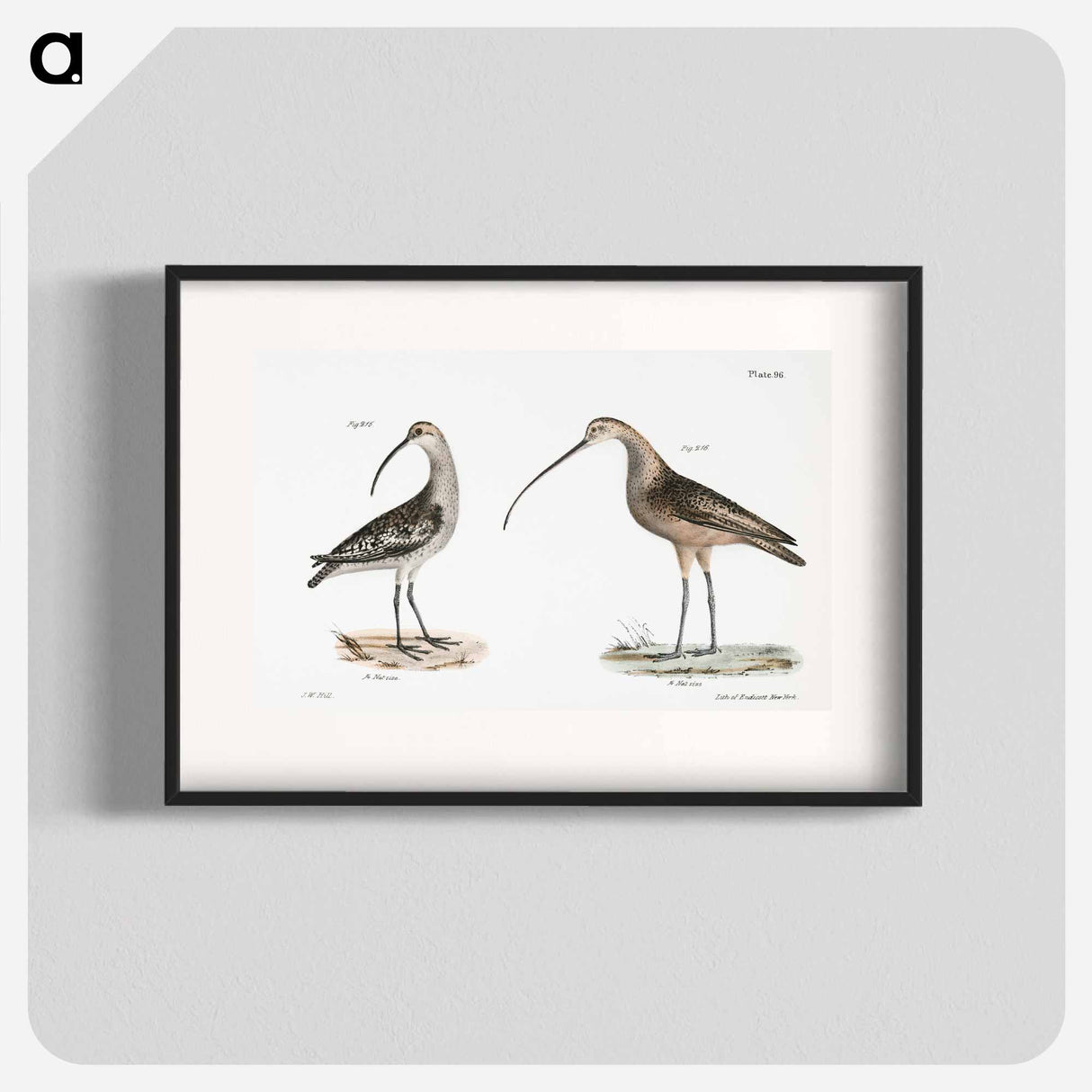 Jack Curlew (Numenius hudsonius) Long-billed Curlew (Numenius longirostris) illustration from Zoology of New York by - ニューヨークの動物学 Poster.
