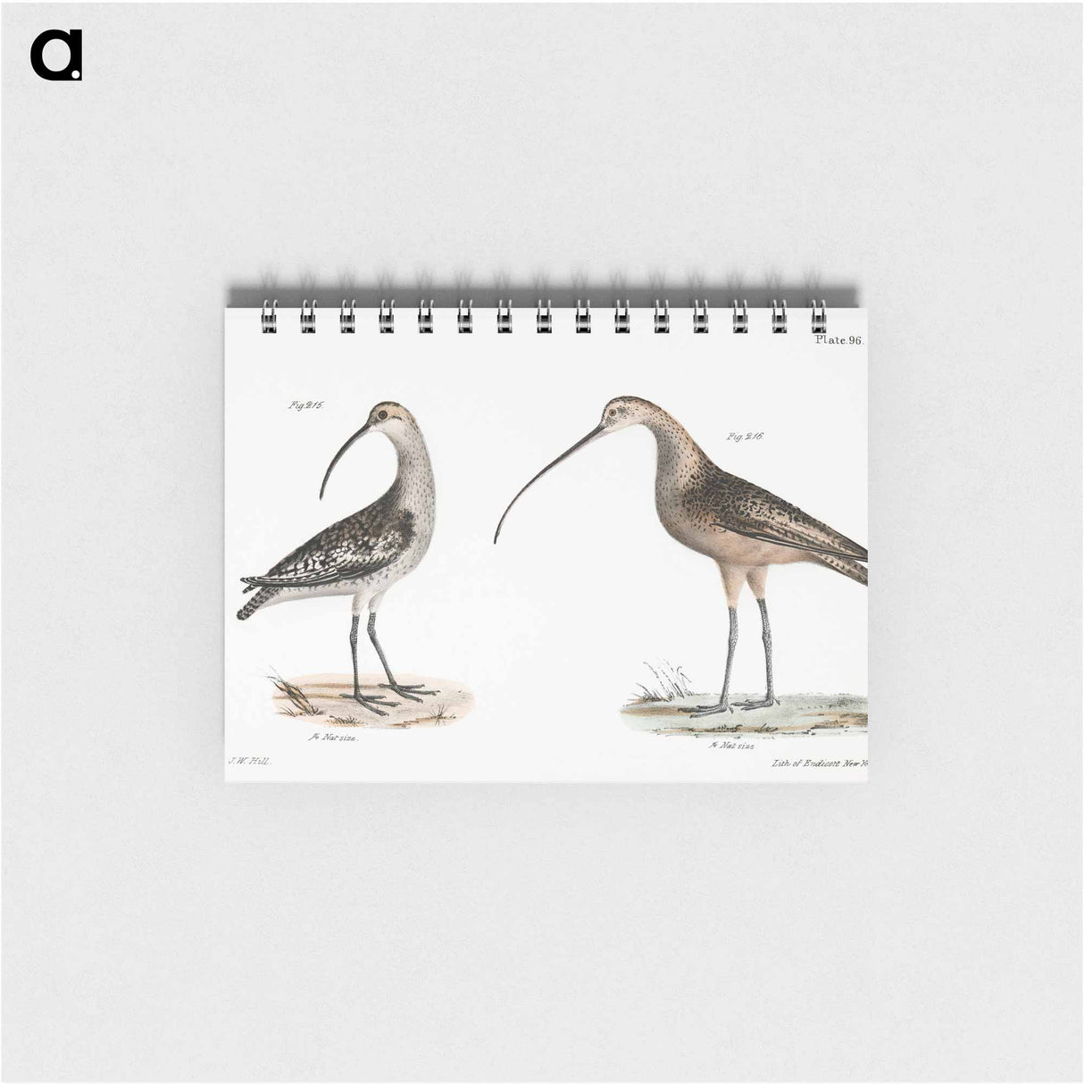 Jack Curlew (Numenius hudsonius) Long-billed Curlew (Numenius longirostris) illustration from Zoology of New York by - ニューヨークの動物学 Memo.