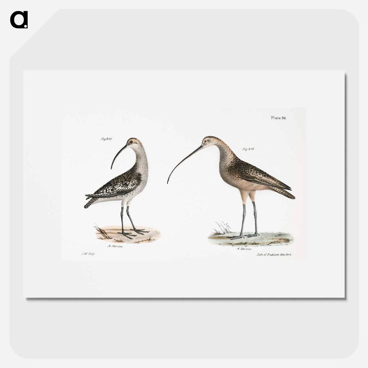 Jack Curlew (Numenius hudsonius) Long-billed Curlew (Numenius longirostris) illustration from Zoology of New York by - ニューヨークの動物学 Poster.