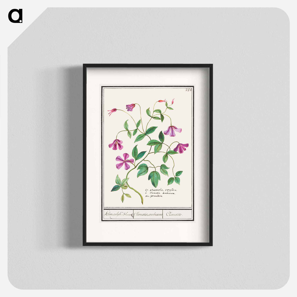 Clematis - アンセルムス ボエティウス デ ブート Poster.