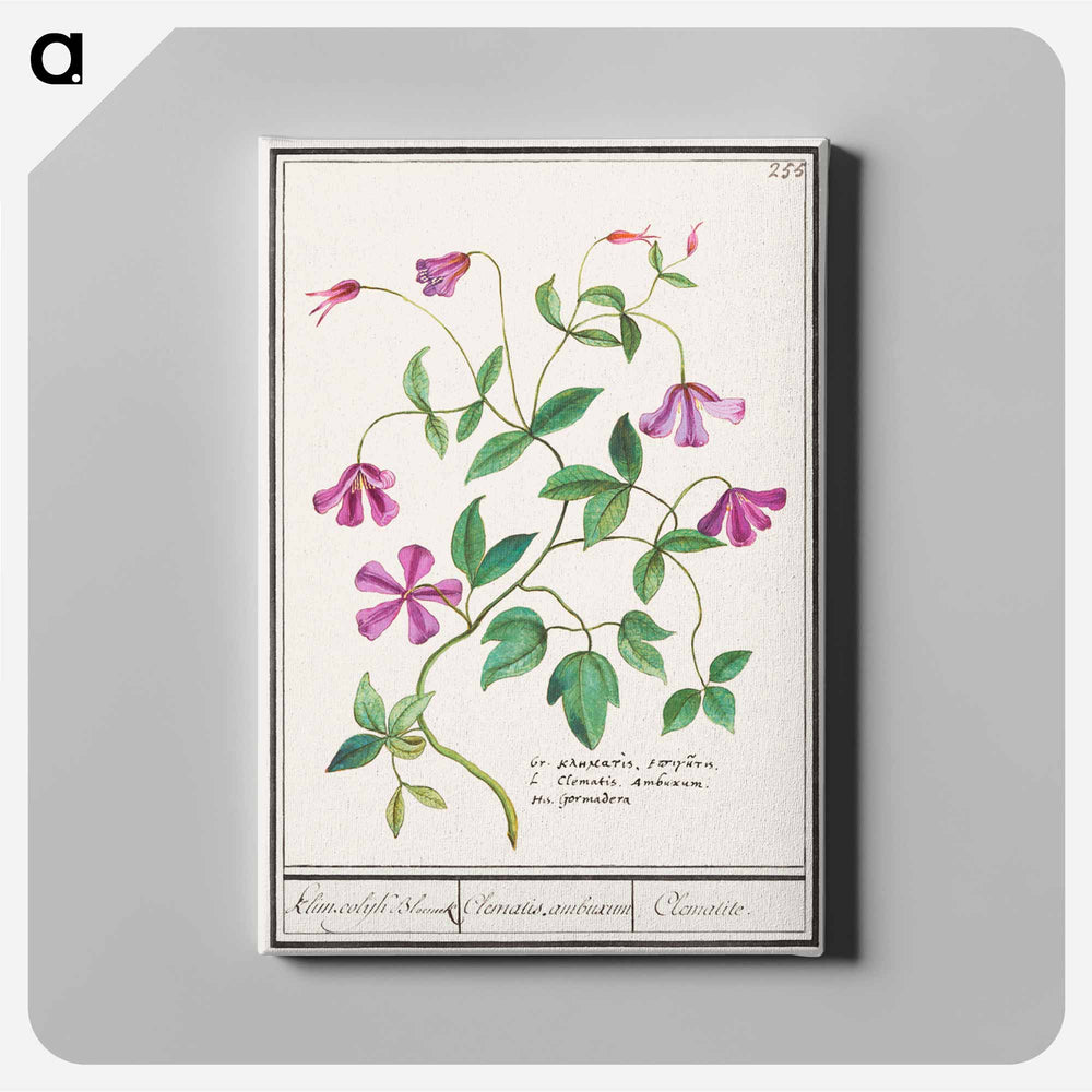 Clematis - アンセルムス ボエティウス デ ブート Canvas.