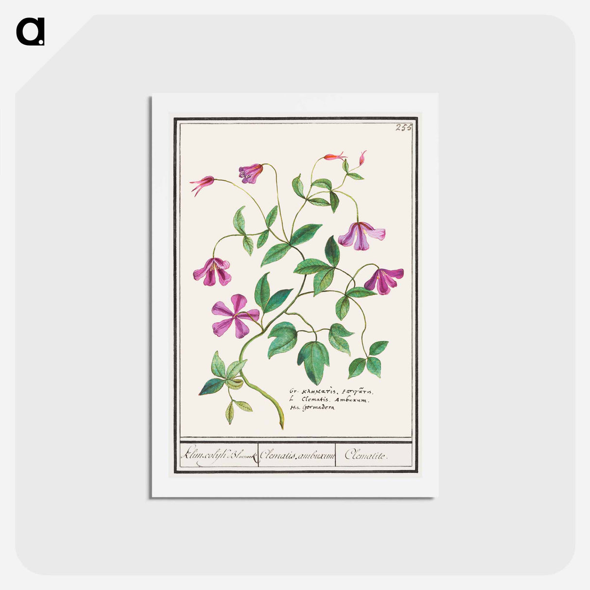 アートポストカード-Clematis - アンセルムス ボエティウス デ ブート Postcard.