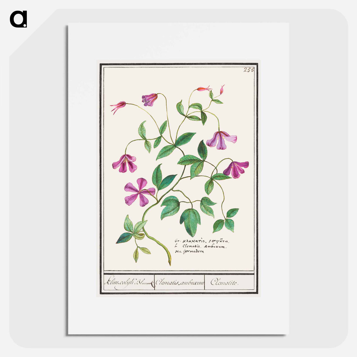 Clematis - アンセルムス ボエティウス デ ブート Poster.