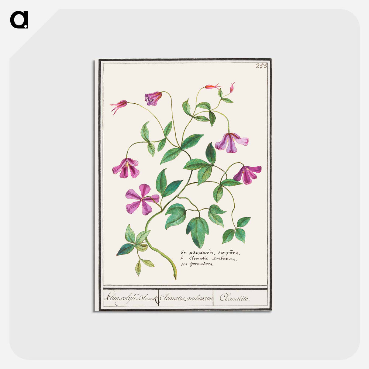 アートポストカード-Clematis - アンセルムス ボエティウス デ ブート Postcard.