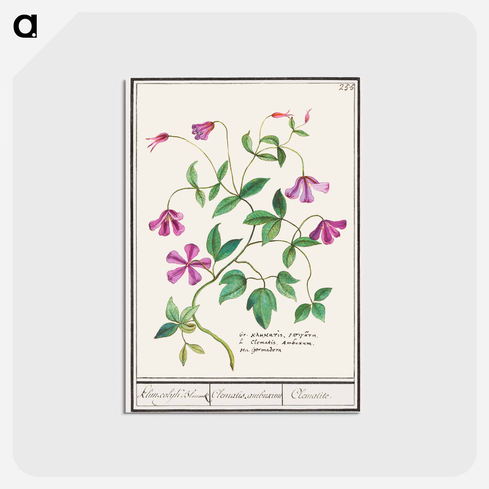 Clematis - アンセルムス ボエティウス デ ブート Postcard.