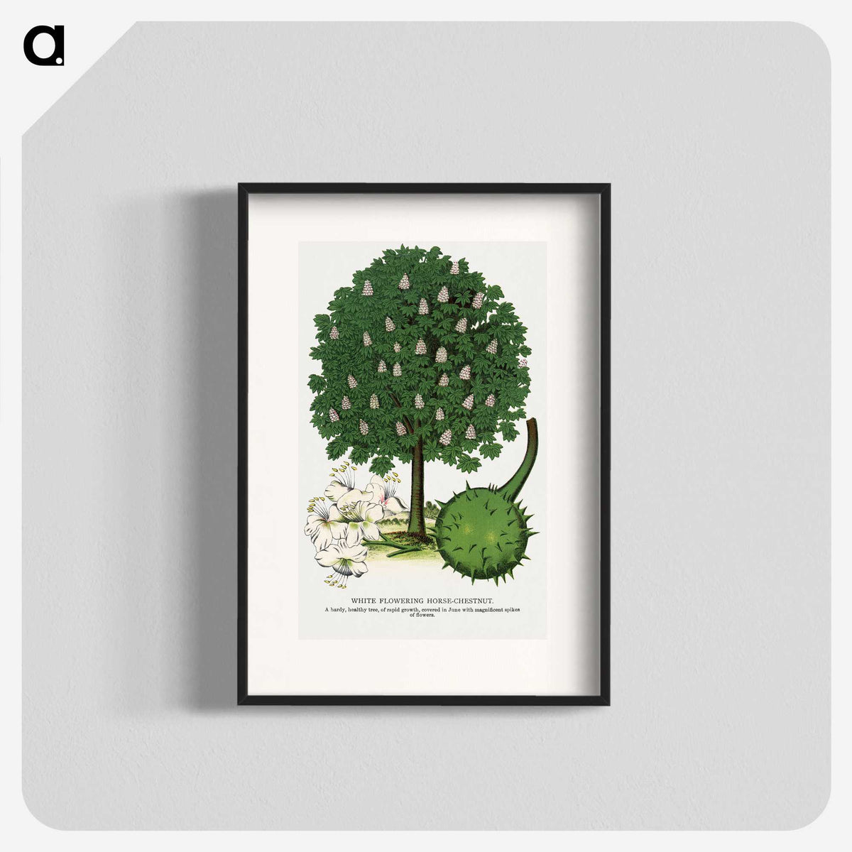 1-68_Botanical-Specimen-Plates_blk