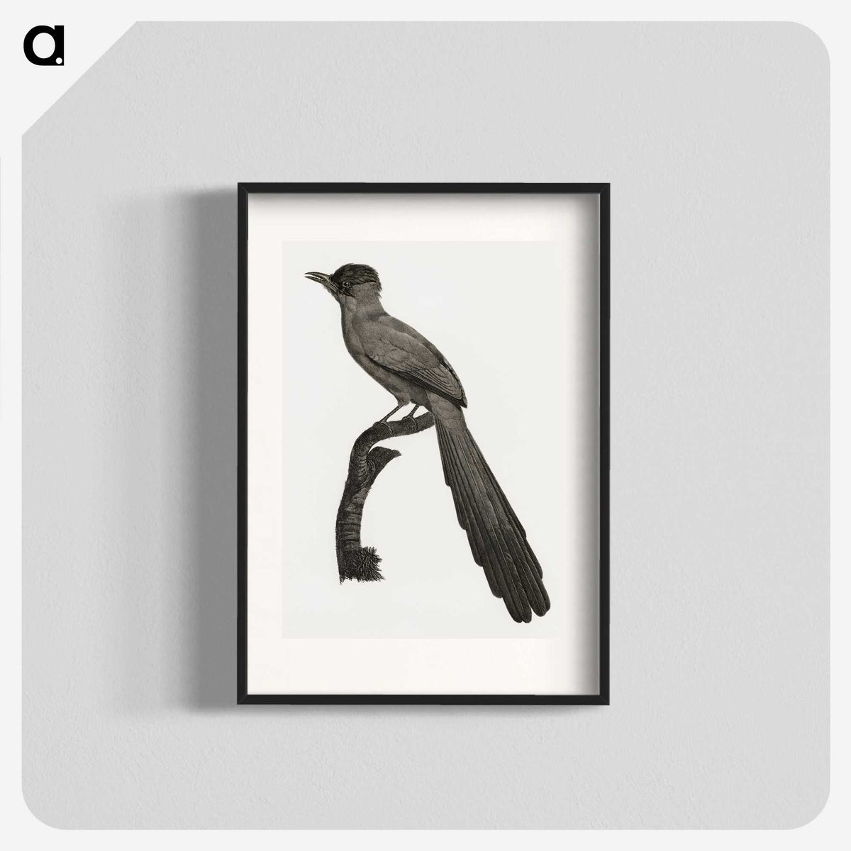 1-68_Des-Oiseaux-de-Paradis_blk