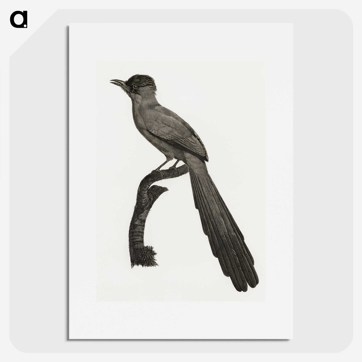 1-68_Des-Oiseaux-de-Paradis_picture