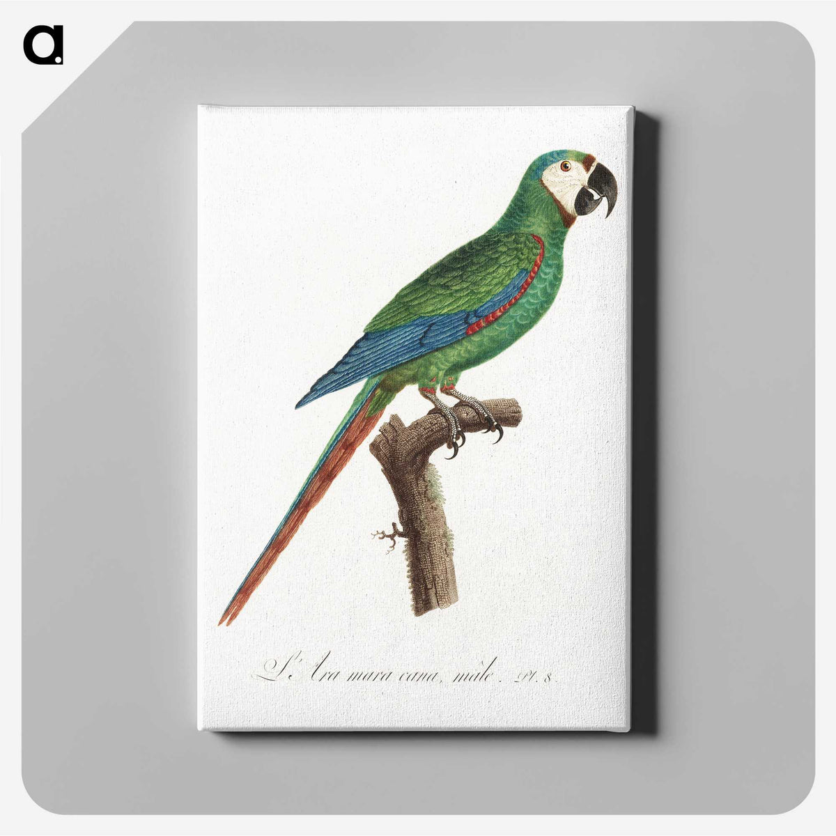 1-68_Francois-Levaillant_canvas