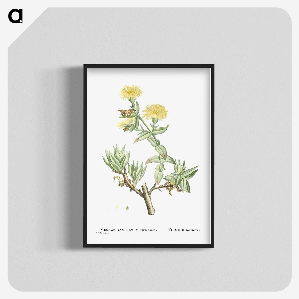 1-68_Histoire-des-Plantes-Grasses_blk-crop
