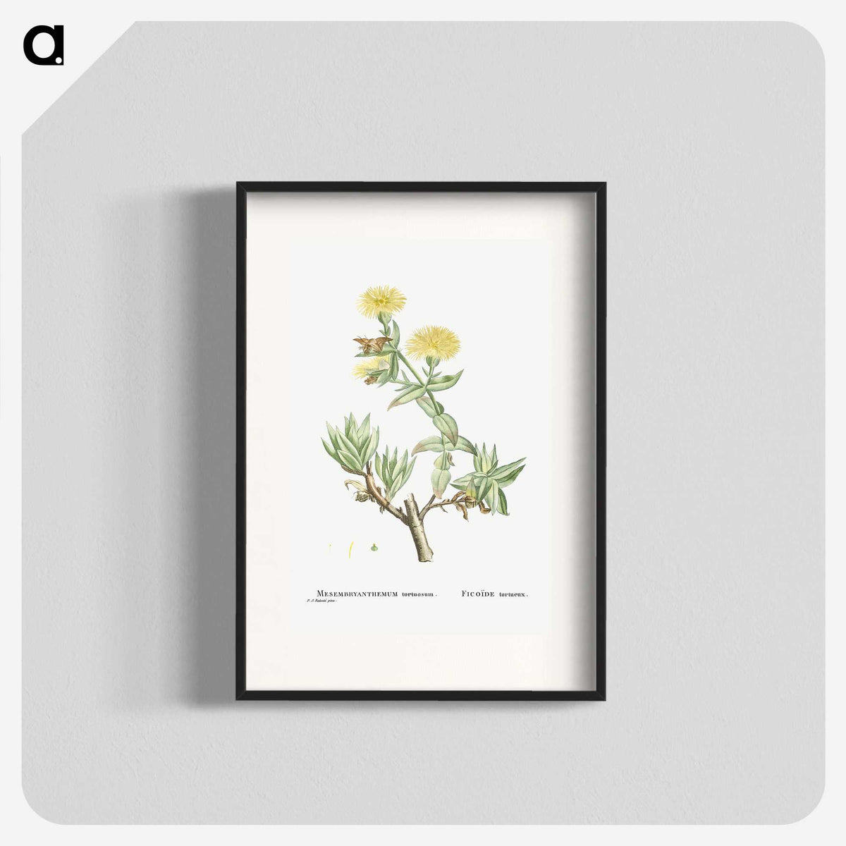 1-68_Histoire-des-Plantes-Grasses_blk