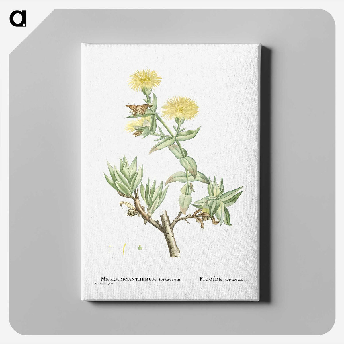 1-68_Histoire-des-Plantes-Grasses_canvas