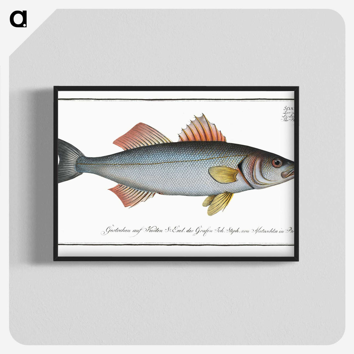 1-68_Ichtyologie-ou-Histoire-naturelle_blk-crop