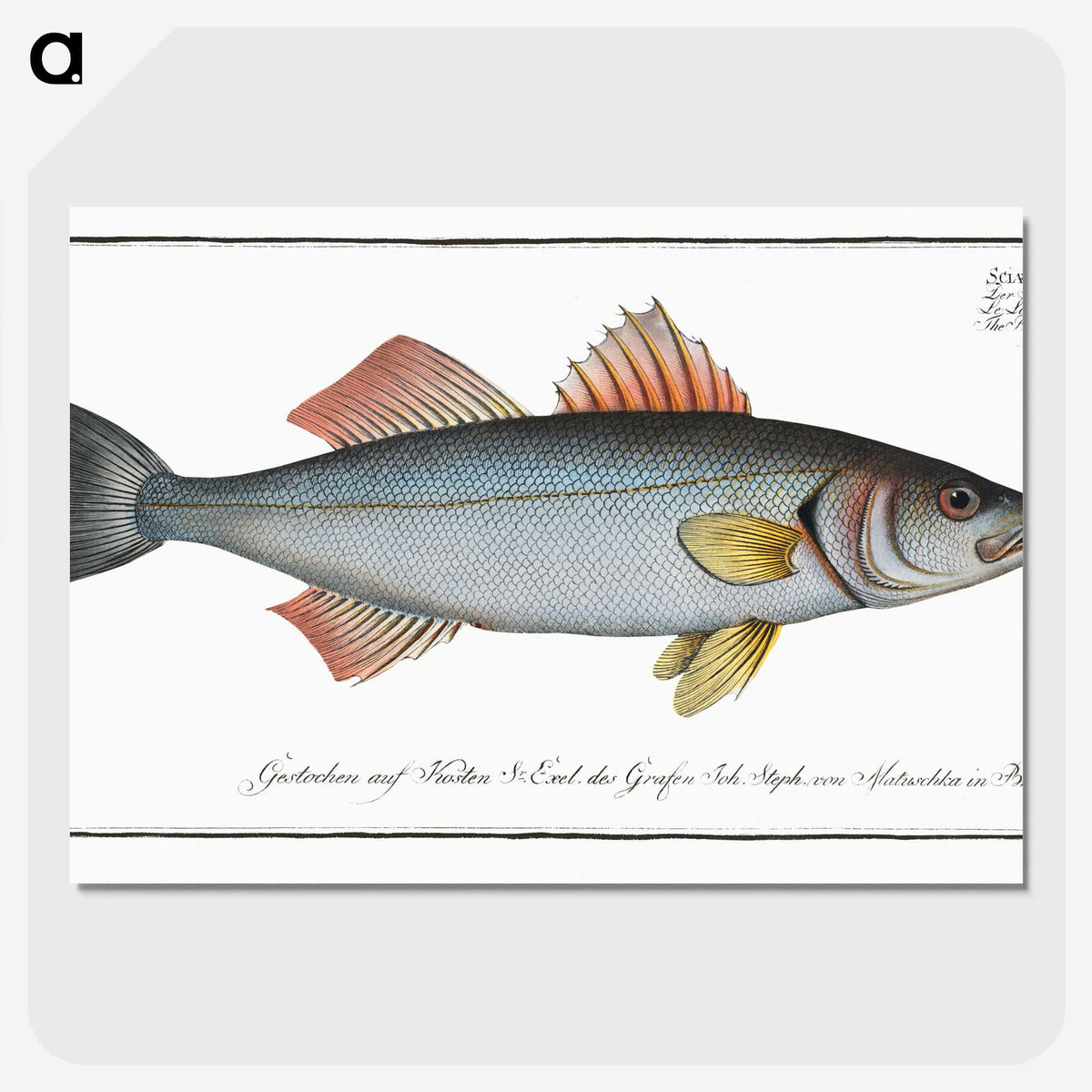 1-68_Ichtyologie-ou-Histoire-naturelle_picture-crop