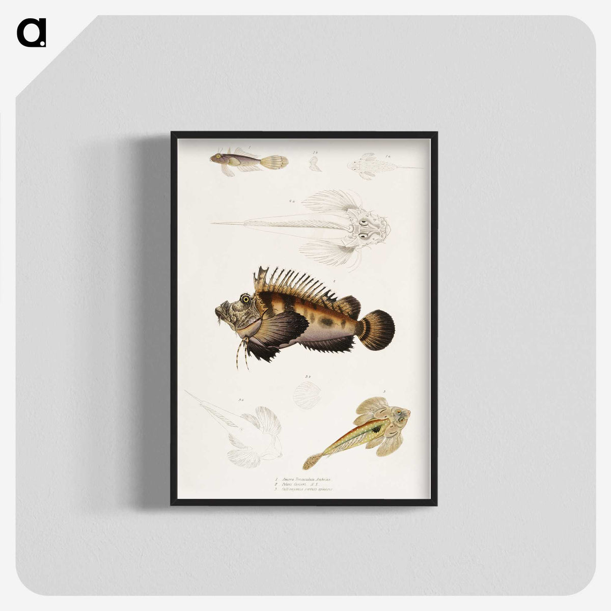 1-68_Indian-Zoology_blk-crop