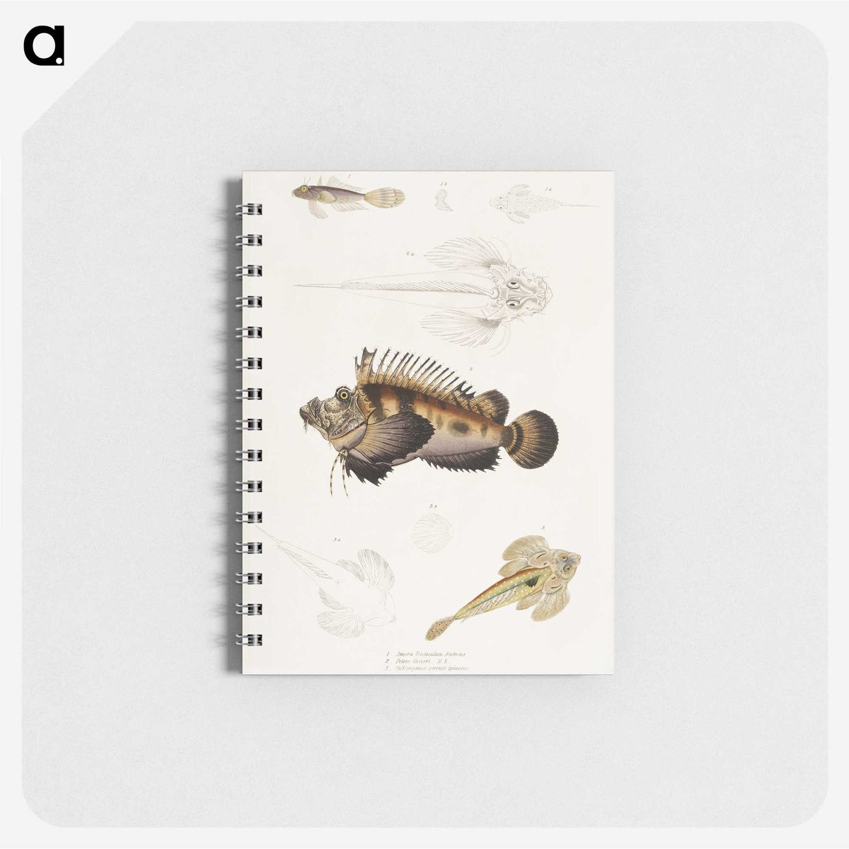 1-68_Indian-Zoology_memo