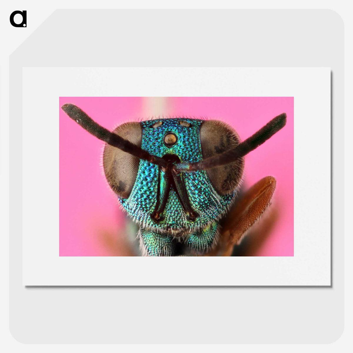 1-68_Insects-Unlocked-Project_picture