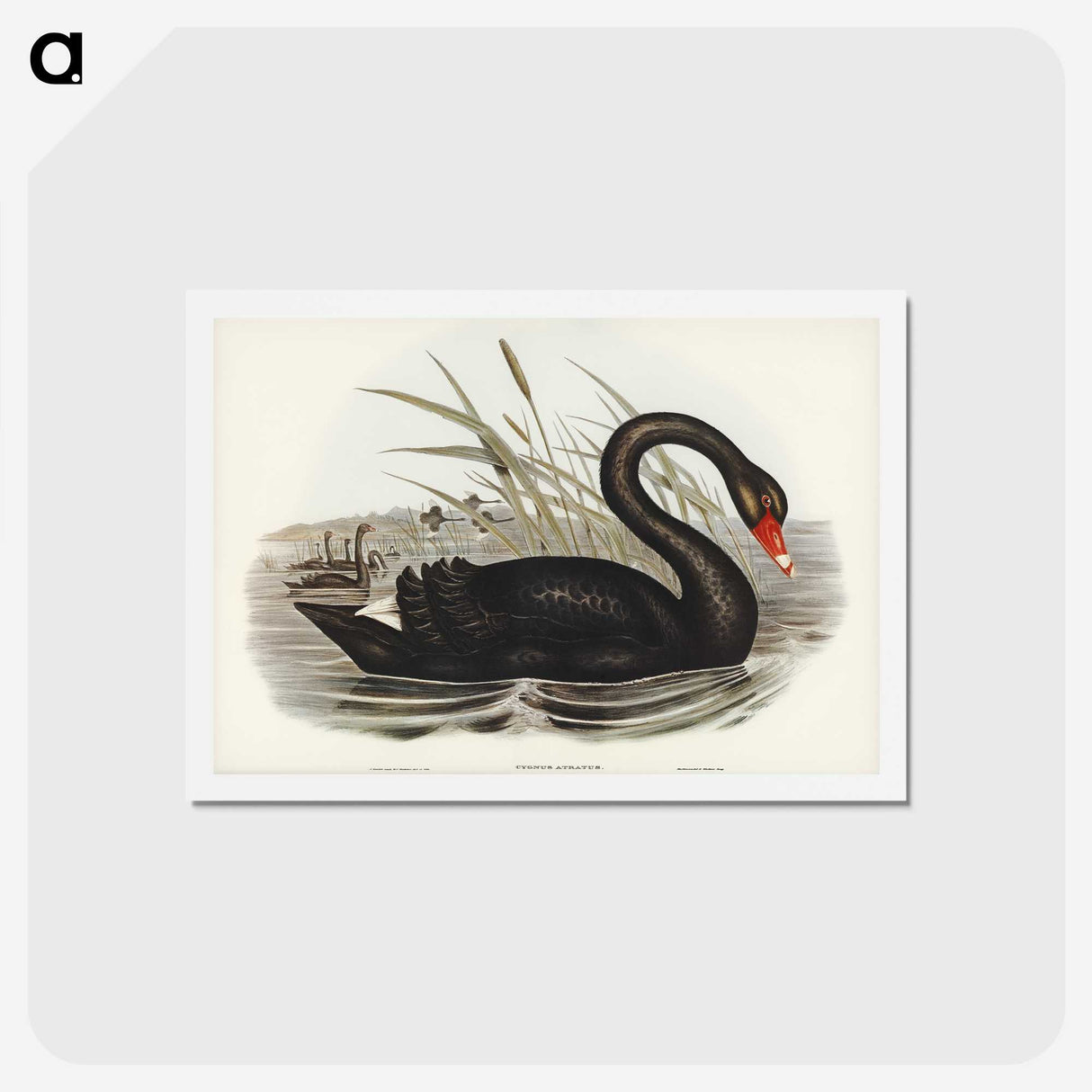 1-68_John-Gould_hagaki