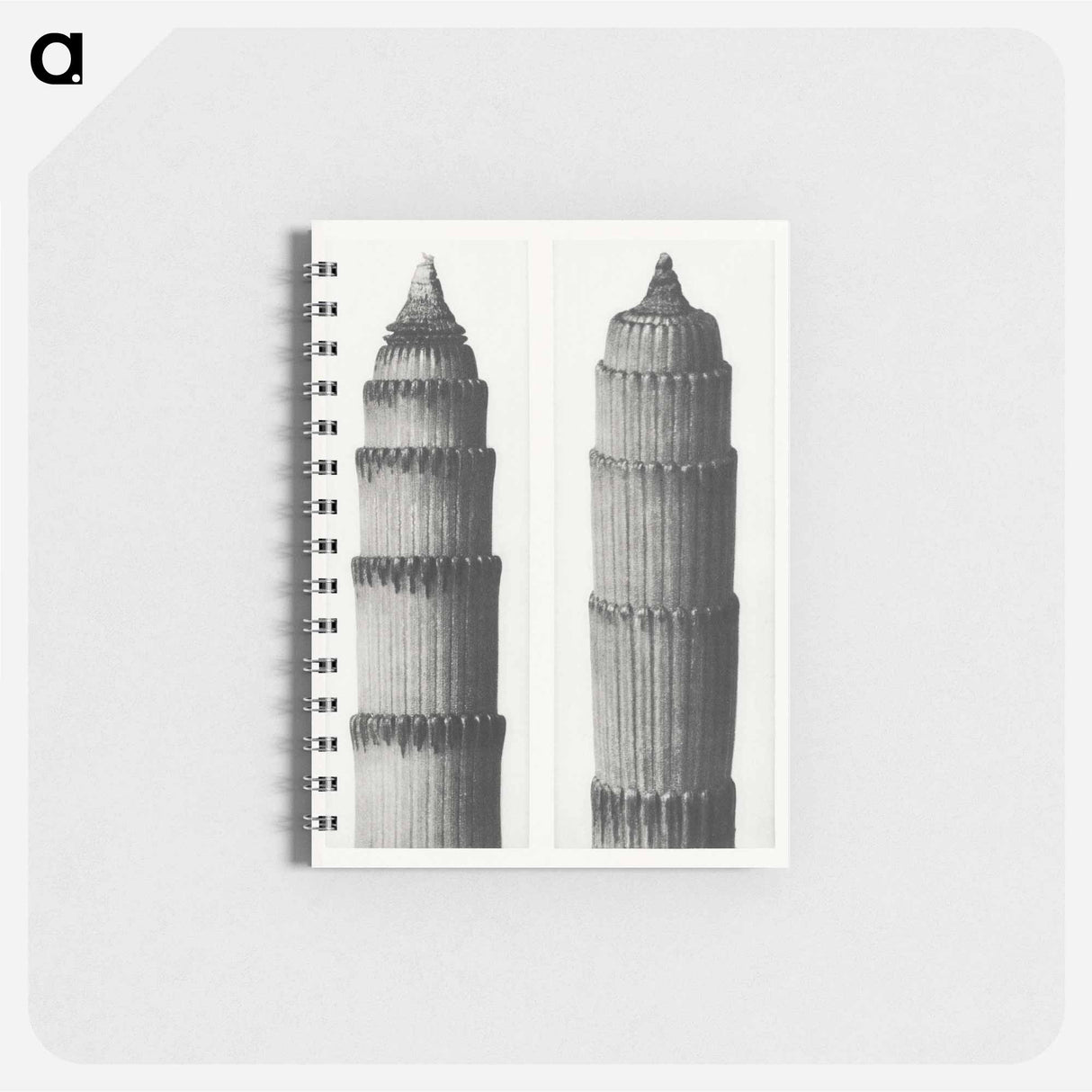 Equisetum Hiemale - カール ブロスフェルト Memo.