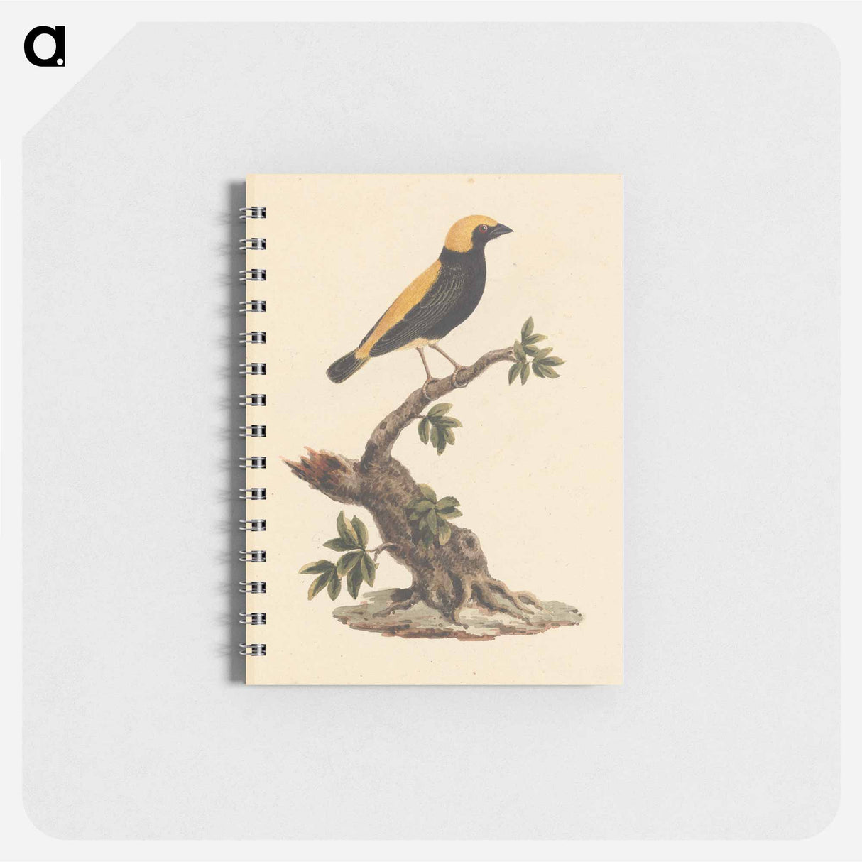 Euplectes afer (Yellow-Crowned Bishop)
- ルイージ バルガーニ Memo.